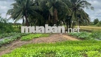 Đất vườn dừa full nền xã Mỹ Thạnh, Ba Tri
