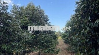 Đất Rẫy Sầu Riêng + Cao Su Ở Phường Bình Phước (Tp. Đồng Xoài Cũ)