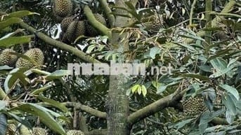 BÁN GẤP LÔ RẪY FULL SẦU THÁI NĂM 8, SÁT NGAY BỆNH VIỆN MỚI BUÔN HỒ