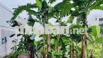 BÁN ĐẤT THỔ CƯ-NGUYỄN VĂN TẠO- HẺM XE TẢI -NHÀ BÈ . GIÁ 3.TỶ2   💥Diện