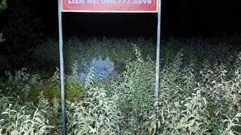 Công ty đấu giá hợp danh Sao Việt