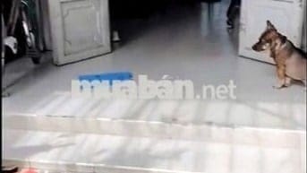 Bán gấp nhà SHR 4m*24m, gần ngã 4 Trung Chánh, Bà Điểm - Hóc Môn