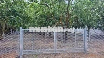 Cần bán mảnh vườn đẹp, không khí trong lành, vị trí cực kỳ tiềm năng