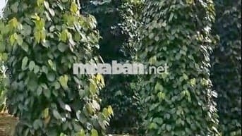 Bán 1 ha Đất Mặt Tiền Quốc Lộ 14C -  Đất Trồng Kín Tiêu - Giá 1,68 Tỷ