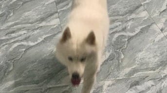 thú cưng không có thời gian chăm sóc 