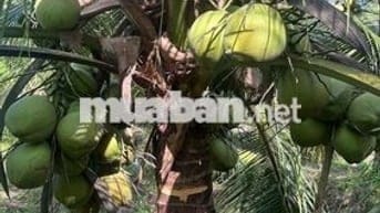 Đất vườn dừa đang cho trái xã An Ngãi Trung, Ba Tri