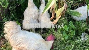 Bán lô đất biệt thự vườn phường tam long TPHCM