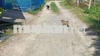 Bán đất phường điện bàn bắc gần vành đai