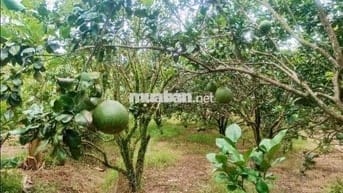 Sẵn vườn bưới đang cho mùa thu hoạch giá rẻ