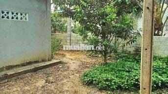 Nguyên cái nhà với cái vườn to đùng 2000m2 (20x100) sẵn 100m2 thổ cư