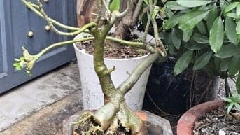 Cần bán 2 cây hoa sứ màu hồng, đang nở hoa đẹp.