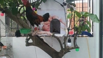 Thanh lý cả gà f2 cả lồng và chim