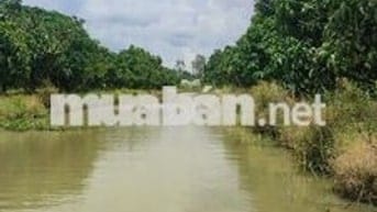 1 Ha đất nông nghiệp tại Nông trường Sông Hậu