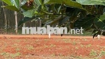 Đất 5x40m Quảng Thành – Châu Đức | 80m² Thổ Cư, Giá Chỉ 480 Triệu