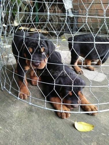 Bán và nhận phối giống  các giống chó thuần chủng