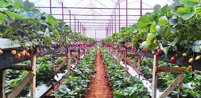 Cần gấp nam nữ sản xuất hoa đà lạt bao ăn ở làm lâu dài