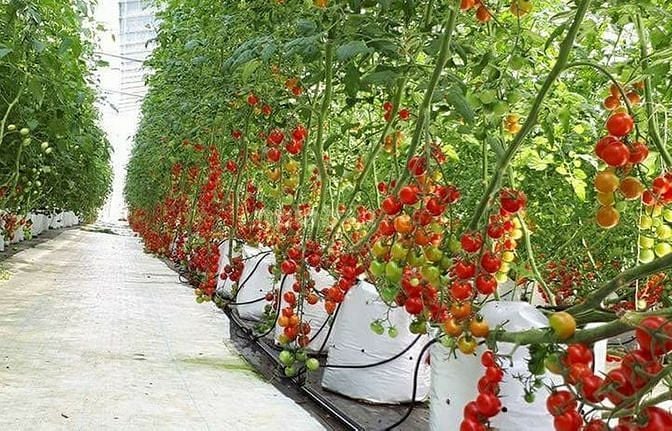 Tuyển gấp 20 năm nữ LĐpt, làm cà chua xuất khẩu, lương 8 triệu bao ăn