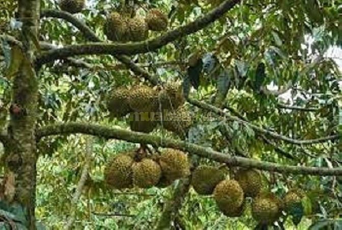 Cần cố lại vườn sầu riêng đang chuẩn bị làm trái