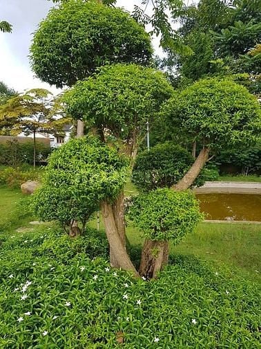 Bán đất phân lô mặt tiền ql 27 n thôn hạ đức trọng 1,7t