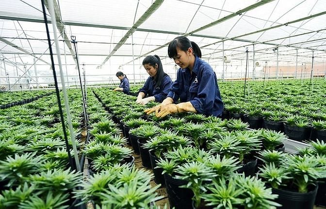 Tuyển gấp Nam nữ sản xuất hoa tại TP Đà lạt bao ăn ở