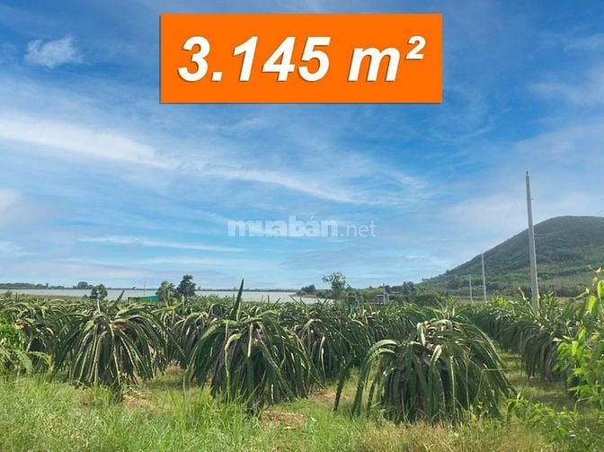 Đất 3 mặt tiền gần sông view hồ núi đất , Lagi xã tân tiến. 3145m²