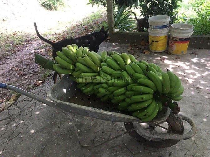 Chính chủ bán trang trại tại Xã Liên Sơn, Lương Sơn, Hòa Bình.