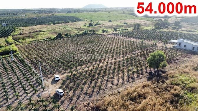 Bán Đất Lagi 53.500m² Xã Tân Hải, Giá 2,2 Tỷ / Mẫu . Vị Trí Đẹp.