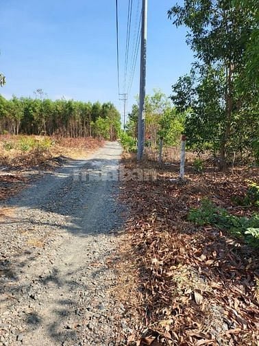 Đất cạnh Becamex, có thông tin quy hoạch phủ hồng, ô tô vô tới đất