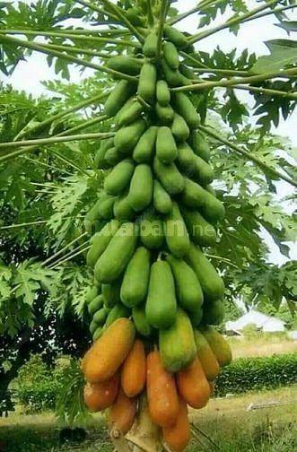Bán biệt thự khu đô thị mới an phú an khánh Q2(cũ) nay là TP.THỦ ĐỨC 