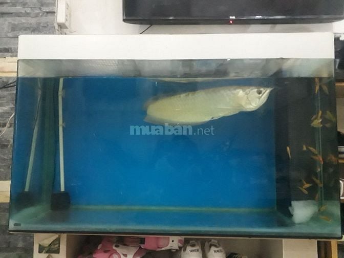 Thanh lý Hồ cá đúc và Cá Ngân Long