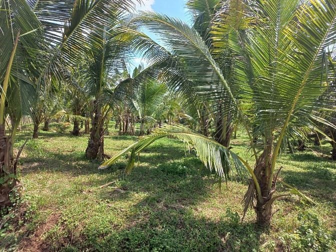Cần bán gấp vườn dừa gần kv sân bay 