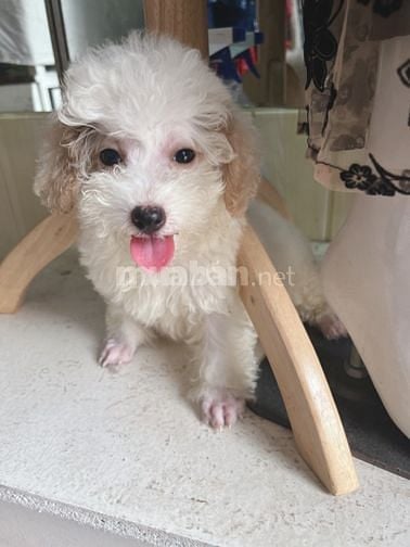 bé poodle tiny cái 3 tháng tuổi tìm nhà mới