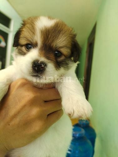 Bán chó con phóc sóc lai các loại nhà đẻ