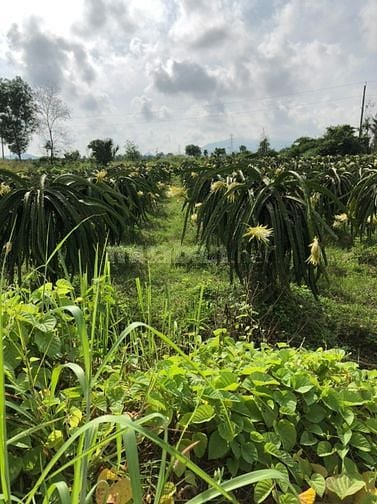  Bán đất cách đường Quốc lộ 500m, gần chùa Tịnh Xá Ngọc Minh