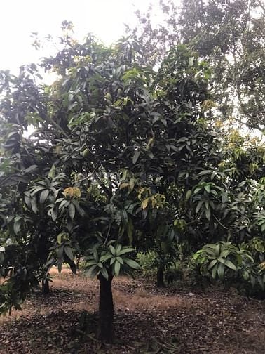 cần tiền bán gấp lô đất ngay sau uỷ ban 