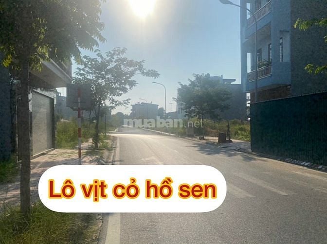 CẦN BÁN 2 LÔ VỊT CỎ SIÊU RẺ VÀ SIÊU ĐẸP 