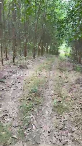 Giá hạt dẻ lô đất 8849,1M2 xã Sơn Giang, Huyện Sông Hinh, tỉnh phú yên