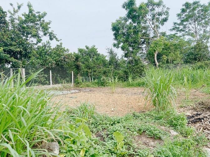 Bán 600m2 sổ đỏ Hà Nội chuẩn đầu tư hoăc xây nhà vườn giá 3,6tr/m2.