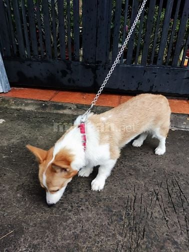 bận đi làm , cần pass lại bé corgi rất đáng iu