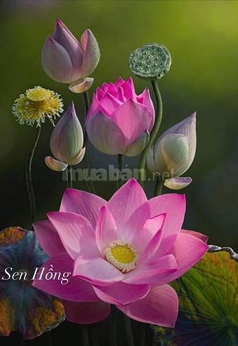 Cần  mua bán  nhà đất không mất phí xử lý trong ngày cho khách có huầu