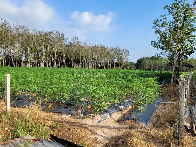 5x43. Đường nhựa, 215m2 thổ. Đường nhựa thông vào KCN. 525tr.