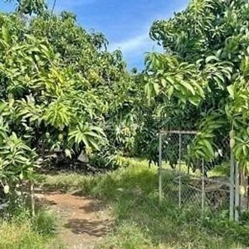 tôi chính chủ cần bán vườn bưởi,sầu riêng có nhà cấp 4 ở  tp đồng Xoai