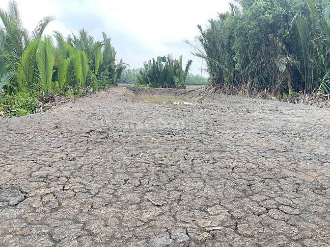 Cần bán 573m2 đất cây lâu năm đường Thanh Niên Xung Phong Nhà Bè