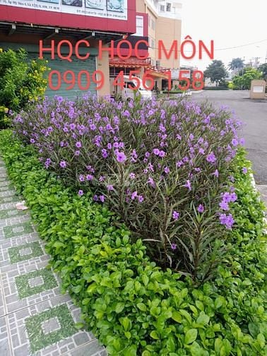 Chung cư HQC HÓC MÔN giá 1 tỷ 050triệu căn 2PN