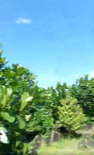 Nhà vường cần bán xã phú vinh định quán , đồng nai , DT: 3.020m2