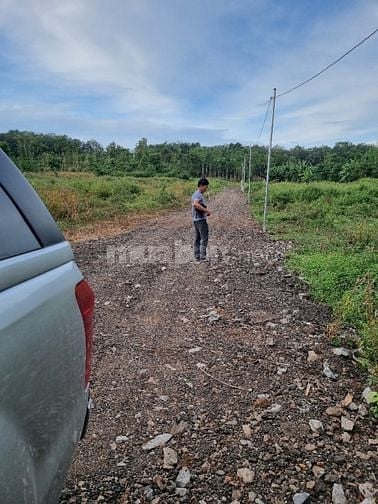 Đất 5 sào cần bán , vườn sầu riêng sẵn thu hoạch 