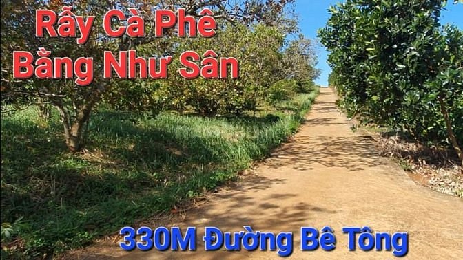 Bán 1.8Ha rẫy cà phê bằng như sân, 330M mặt đường bê tông, gần dân cư