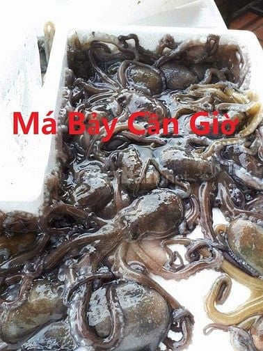 Chuyên sỉ bạch tuộc sống toàn quốc - má bảy cần giờ