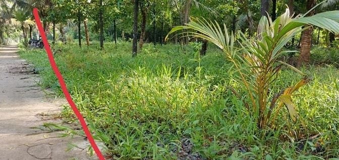 Cần bán đất giá rẻ đẹp. Lộ thông Xã Thạnh Ngãi Mỏ Cày Bắc Bến Tre