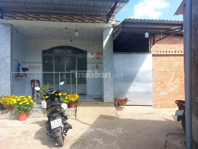 Bán nhà Vình Thành Chợ Lách dt 180m thổ 100% 